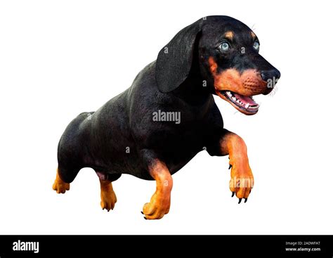 3d Rendering Of A Dachshund Or Badger Dog Or Sausage Dog Isolated On