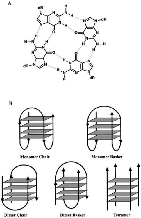 Schematic Presentation Of G Quartet Structures A G Quartet B Download Scientific