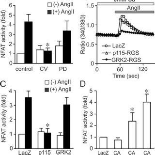 ROS Mediate Ang II Induced NFAT Activation In Cardiac Fibroblasts