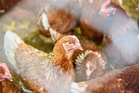 Poulet Se Nourrissant Dans Un Levage En Cage Sur Un Produit D Levage