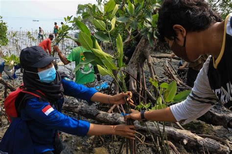 Pengelolaan Mangrove Untuk Pemulihan Ekonomi Masyarakat