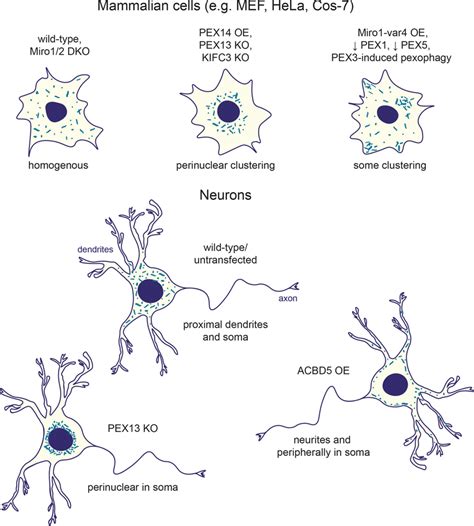 Factors affecting the distribution of peroxisomes in mammalian cells ...