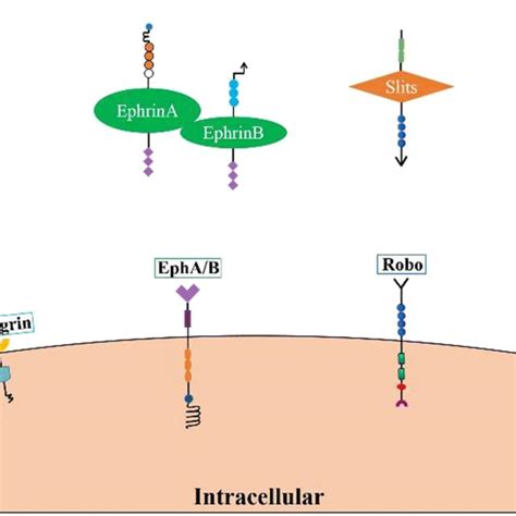 Axon Guidance Molecules And Their Receptors Four Types Of