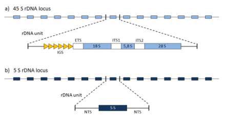 4 Organization Of Ribosomal RNA RRNA Genes In Eukaryotes The Genes