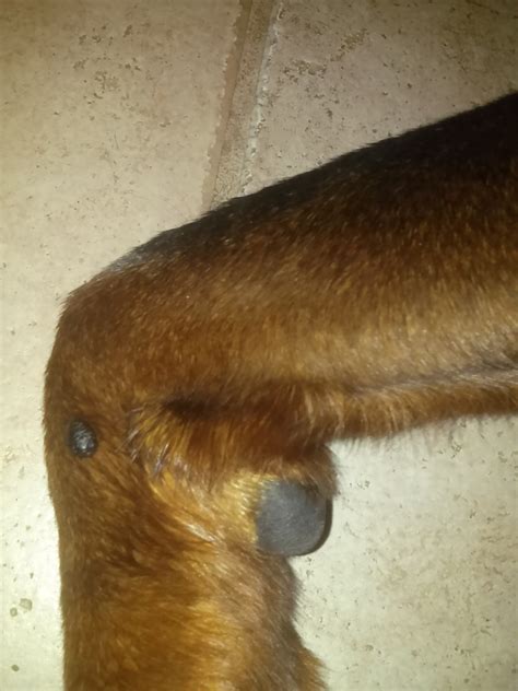 What Is That Black Mole On My Dogs Leg Pethelpful