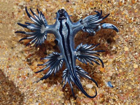 Boredpandaphography Top 10 Beautiful Photography Glaucus Atlanticus