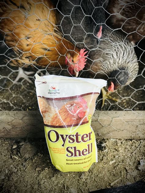 12 Secrets That Will Get Your Chickens Laying More Eggs