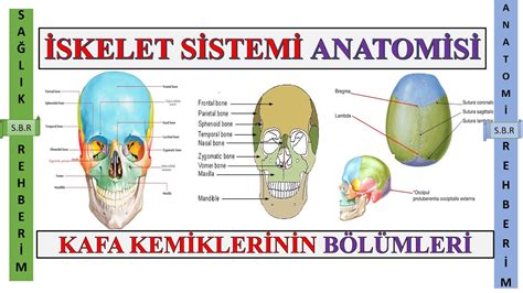 Fin Ve Bones Iskelet Ma Aras Nda Shop Stock Metaltecnica Pe