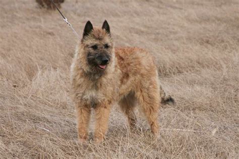 Belgian Laekenois - Dog Breed Standards