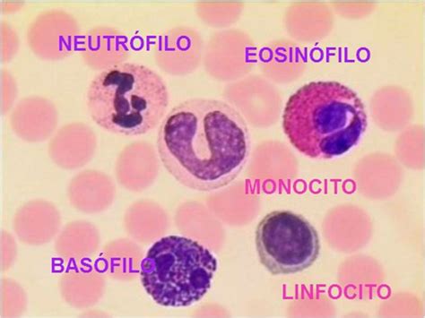 Pr Cticas Hematolog A Diciembre