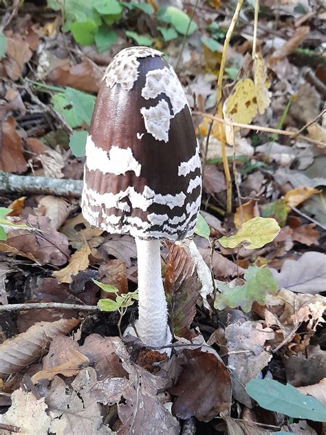 COPRIN PIE COPRINUS PICACEUS Nadine Bigare Flickr