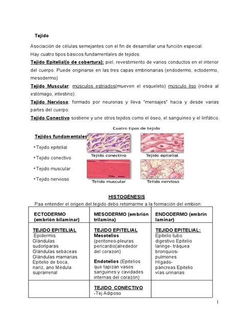 2 Tejido Epitelial De Revestimiento Y Glandular Pdf Epitelio Piel