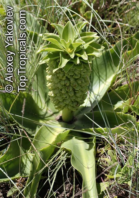 Eucomis autumnalis, Eucomis undulata , Pineapple Lily