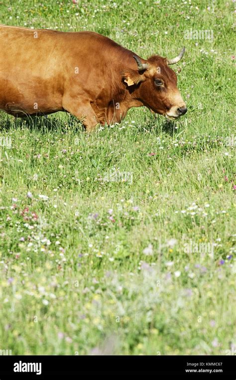 Livestock Animal Agriculture Hi Res Stock Photography And Images Alamy