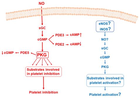 Cells Free Full Text The Role Of No Sgc Cgmp Pkg Signaling Pathway