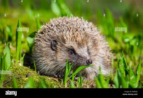 Hedgehog in Springtime. Wild, native, European hedgehog in natural ...