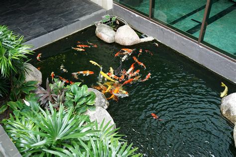 Small Modern Koi Pond Online Cheapest | leaderland.academy