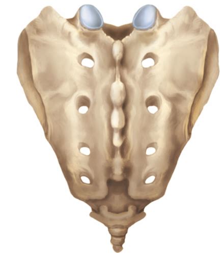 Sacrum And Coccyx Flashcards Quizlet