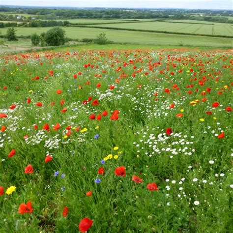 Wild Flower Plug Plants For Sale Archives Wild Flower Lawns And Meadows