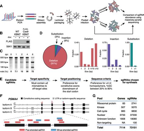 Genetic Screens In Human Cells Using The Crispr Cas9 System Science