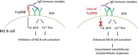 FcγRIIB regulates auto antibody responses by limiting marginal zone B