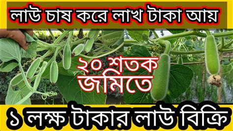 লাউ চাষ করে ভাগ্য পরিবর্তন করুন। লক্ষ টাকা আয় লাউ চাষ করে। লাউচাষ