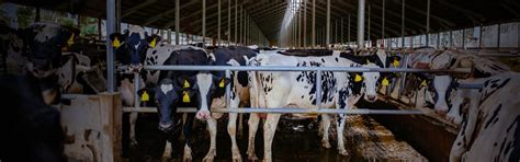 Aumente sua produção genética avançada Polo Sebrae Agro