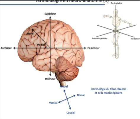 Neuroanatomie Flashcards Quizlet