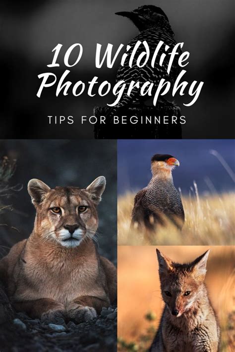 10 Wildlife Photography Tips For Beginners Iceland Photo Tours