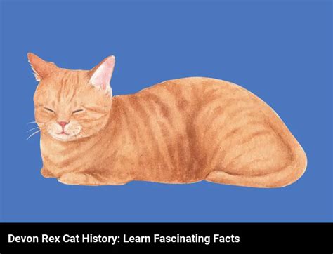 Learn About The Fascinating Devon Rex Cat Breed History Atractivopets