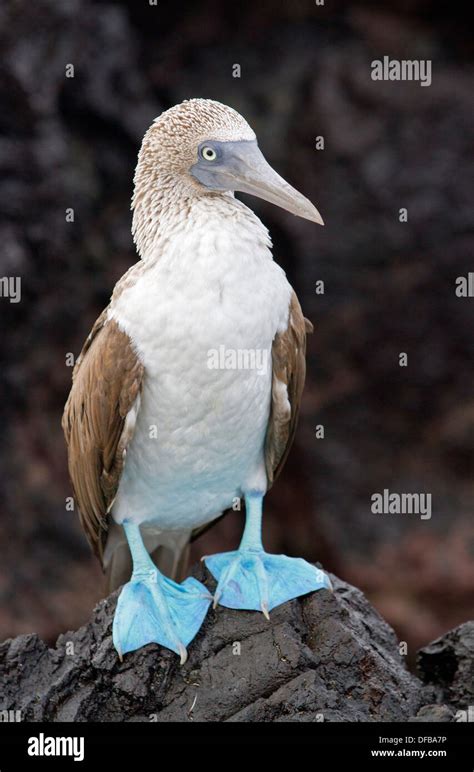 blue footed booby bird  res stock photography  images alamy