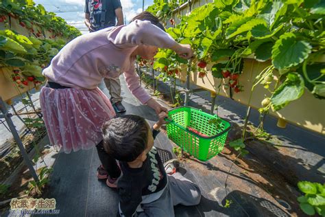 大湖草莓2024》草莓季是幾月？苗栗大湖採草莓價格草莓園特色看這篇！