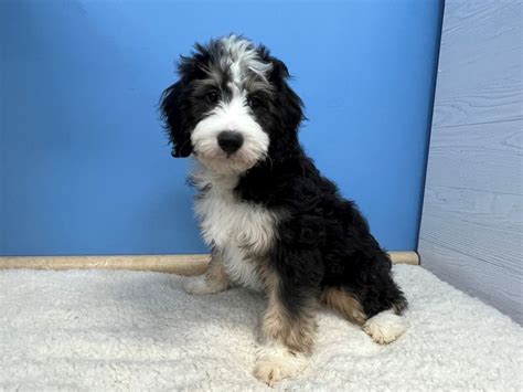 Bernedoodle Mini Small Animal Black And White Tan Points Id21508