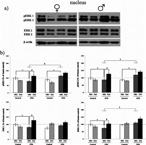 Western Blot Of Phospho ERK And Total ERK In Nucleus A Representative