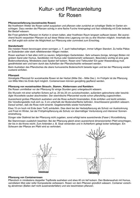 Kultur Und Pflanzanleitung F R Rosen Manufactum