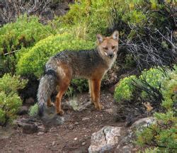 Zorro Colorado Lycalopex Culpaeus EcoRegistros