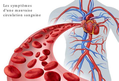 Quels Sont Les Sympt Mes Dune Mauvaise Circulation Sanguine