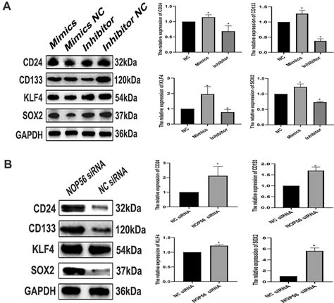 PiRNA MW557525 And NOP56 Regulated The Stem Cell Pluripotency Of