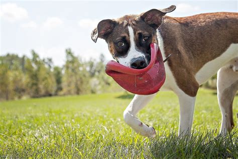 KONG Classic Flyer Frisbee Dog Toy, Small - Chewy.com