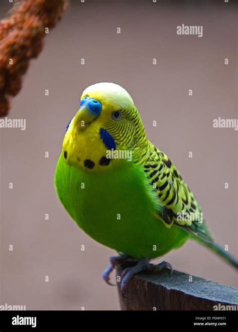 Green And Yellow Birds Names