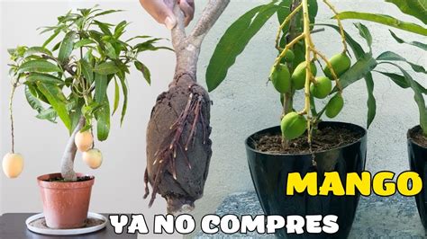 El secreto para tener muchos mangos rápido en casa y en maceta ya no