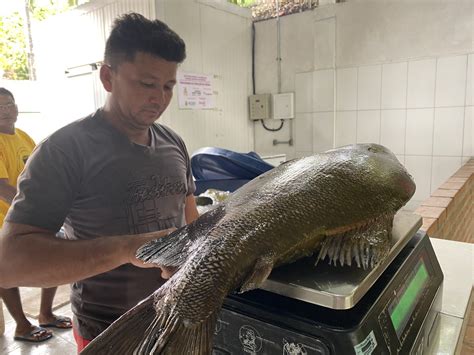 Mais de 12 toneladas de tambaqui são vendidas até R 18 o quilo em