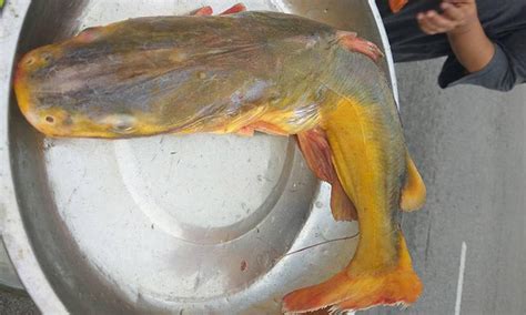 Mengenal Identiti Spesies Ikan Seludu Umpan