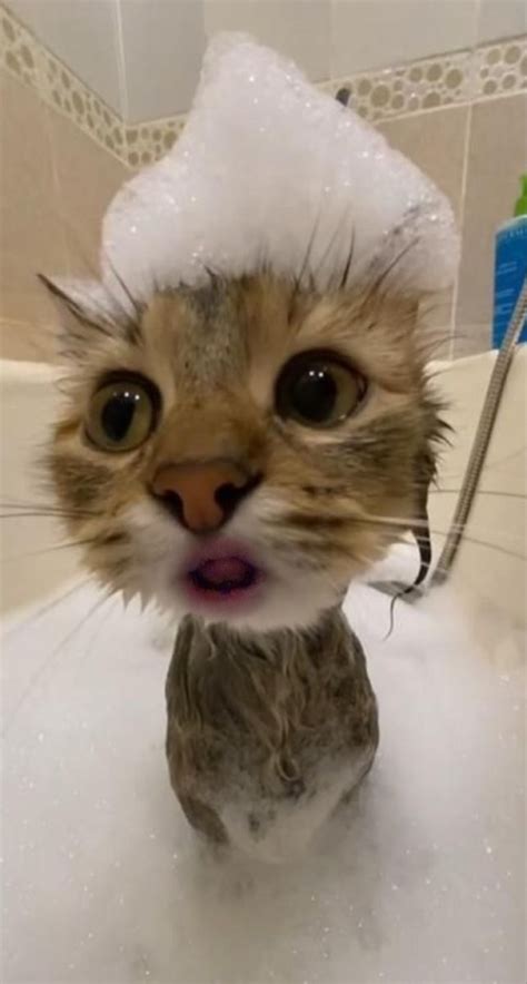 A Cat In A Bathtub With Foam On Its Head