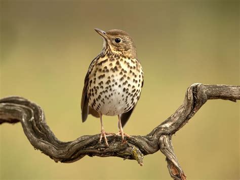 mistle thrush  song thrush spotting  differences birdfact