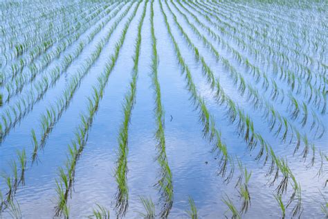 水を張った田んぼに映る青空 フリー写真素材のふくなな