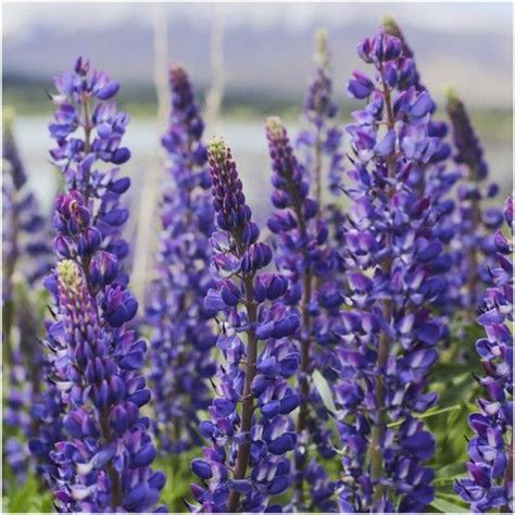 Wild Perennial Lupine Seeds Lupinus Perennis Lupine Flowers