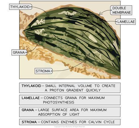 Ib Dp Biology Hl复习笔记8 3 6 Skills Photosynthesis 翰林国际教育