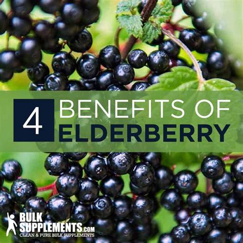 Elderberry Benefits Dosage Side Effects