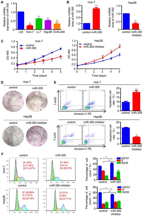 MiR300 Regulates Tumor Proliferation And Metastasis By Targeting